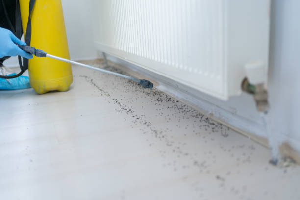 Best Wasp Removal Services  in Collingdale, PA